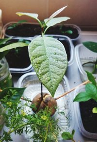 Close-up of potted plant