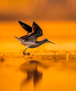 Close-up of bird