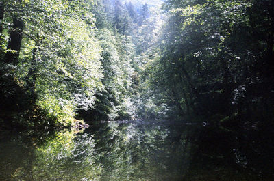 Trees in forest