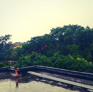 Man by trees against clear sky