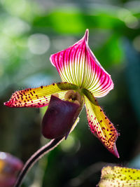 Paphiopedilum orchid in singapore orchid garden