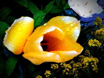 Close-up of yellow flower blooming outdoors