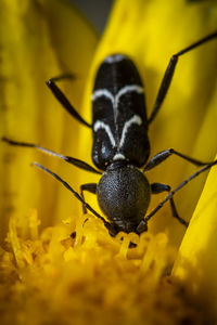 Close-up of a tiny beetle t on yellow flower