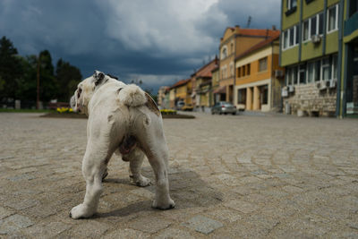 Dog standing on street against buildings in city