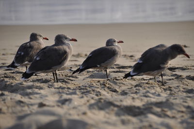 Close-up of birds on beach