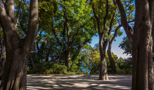 Road passing through trees