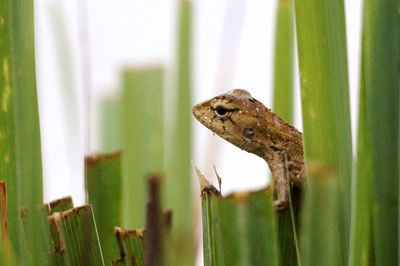 Close-up of lizard