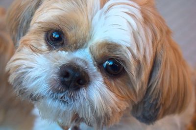 Close-up portrait of dog