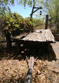 Low angle view of bee on wood against trees