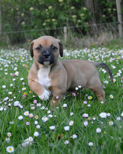 Portrait of dog sitting on field