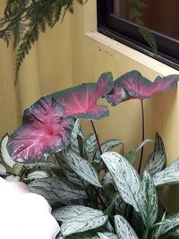 Close-up of pink flowering plant leaves