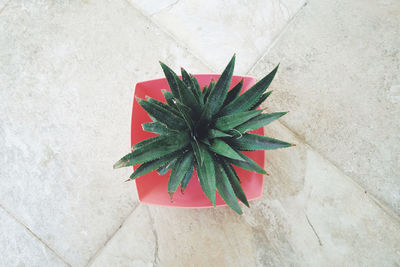 Close-up of potted plant on floor