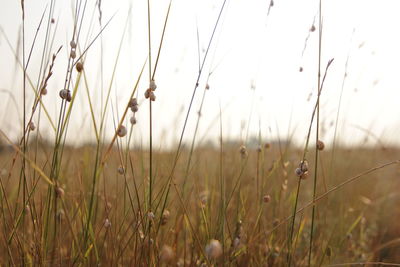 Close-up of grass on field against sky