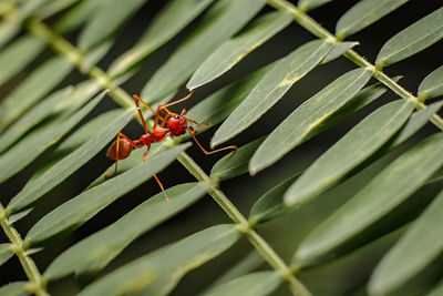 Close-up of red ant on plant