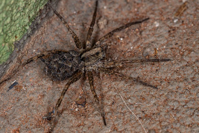 Close-up of spider