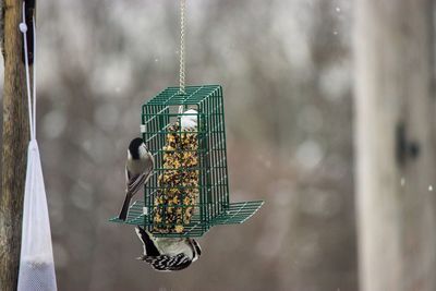 Birds perching on bird feeder hanging outdoors