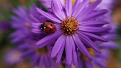 Close-up of honey bee pollinating on purple flower