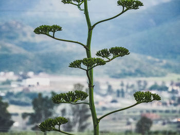 Close-up of flowering plant against sky