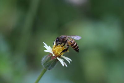 Close-up of insect on flower