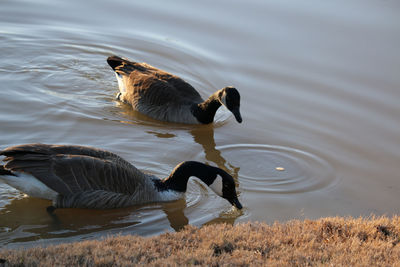 Ducks in a lake