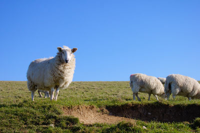 Sheep standing on a field at seven sisters, south england.