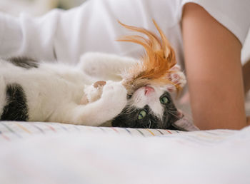 Close-up of dog lying on bed