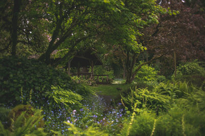 Trees by plants