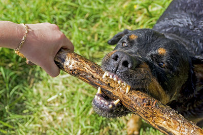 Close-up of dog biting stick