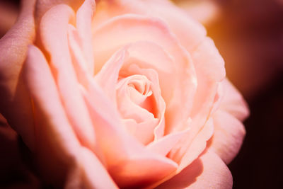 Close-up of rose blooming outdoors