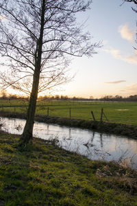 Bare tree on field by lake against sky