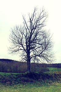 Bare tree on field against clear sky