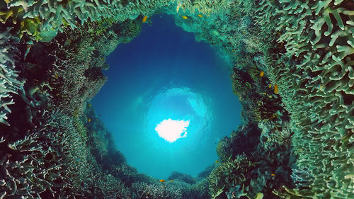 Scenic view of blue sea and plants