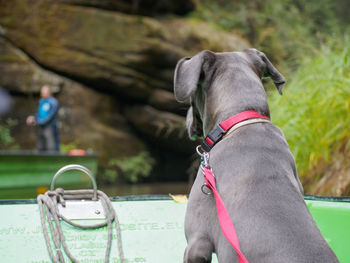 Close-up of dog on boat looking away from  camera