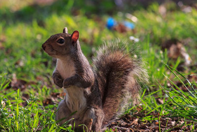 Close-up of squirrel on field