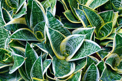 Top view of sansevieria trifasciata golden, or golden hahnii. plant leaves green and yellow color