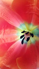 Close-up of pink flower