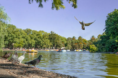 Birds flying over lake