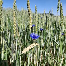 Close-up of purple flowering plants on field