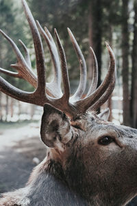 Close-up of deer