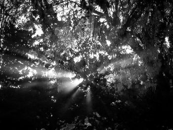 Low angle view of trees in forest