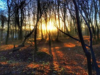 Sun shining through trees in forest