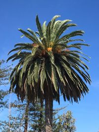 Low angle view of palm tree against clear blue sky