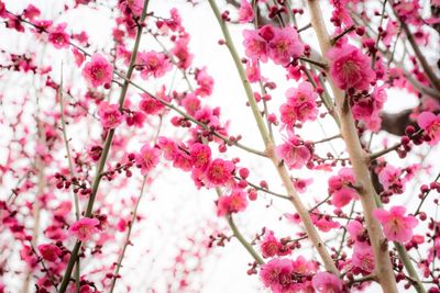 Low angle view of pink cherry blossoms in spring