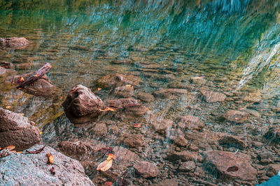 High angle view of bird on rock by lake