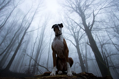 Low angle view of boxer sitting on fallen tree in forest