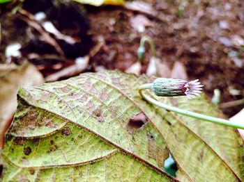 Close-up of insect on leaves