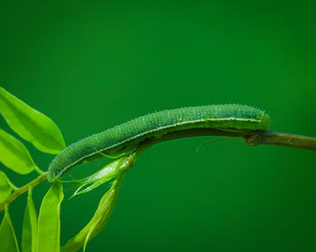 Close-up of insect on leaf against green background