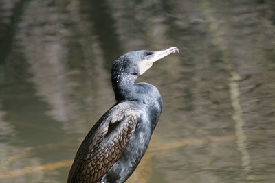 Duck on water