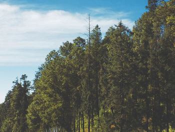 Low angle view of trees in forest