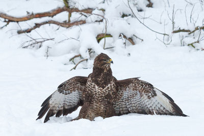 Buzzard sits with spread wings in deep snowy forest